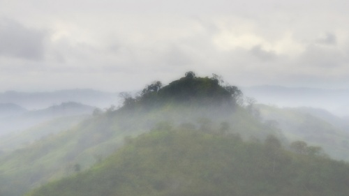 Rain forest fog
