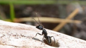 Lección de vida: Ve a la hormiga
