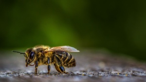 Las abejas, atentas y seguras servidoras