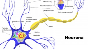 Partes de una neurona