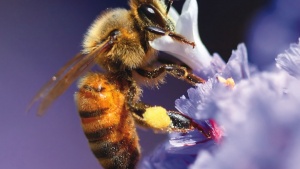 Dios diseñó a las abejas de manera tan perfecta, que incluso incorporó una “brújula” en su fisiología.