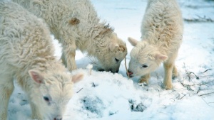 No hay ninguna mención de pastores especiales que pastorean sus ovejas para el templo a la intemperie durante las noches invernales.