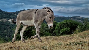 El hecho de que Jesús entrara a la ciudad en un pollino era una señal de paz. No llegó en un caballo de guerra ni llevaba una espada ni tampoco una corona.