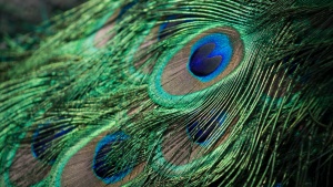 Cómo la asombrosa pluma de pavo real refuta la evolución