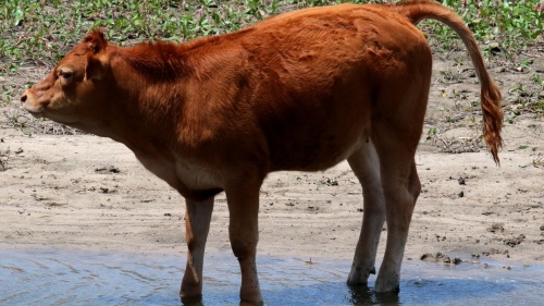 vaca-roja