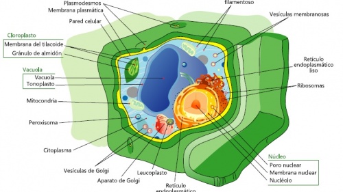 Morfoanatomía de la célula vegetal.