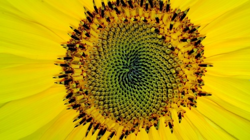 El maravilloso girasol desafía la teoría de la evolución de Darwin