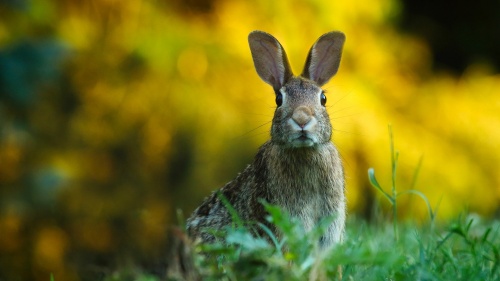 Pascua