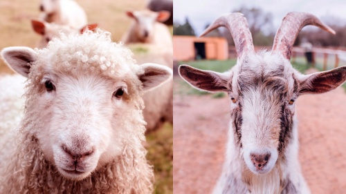 La parábola de las ovejas y las cabras. Ungimiento de Jesús en Betania.