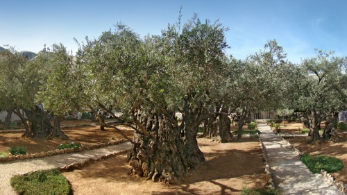 Huerto de Getsemaní 