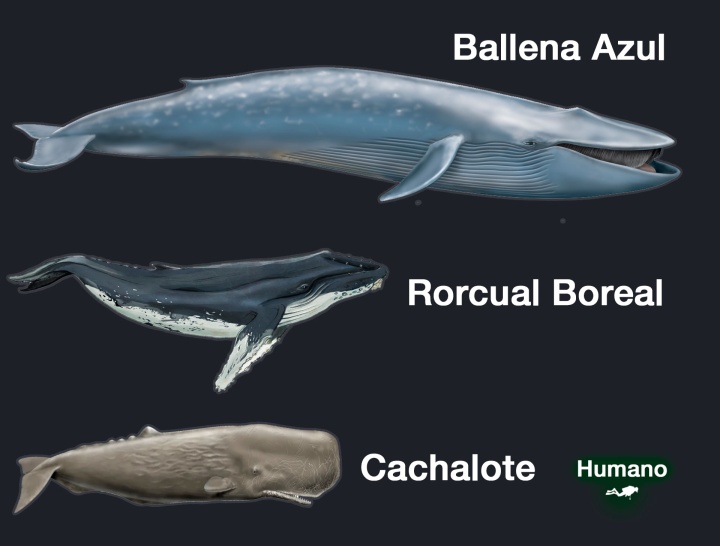 Dimensiones de distintas criaturas marinas respecto al ser humano