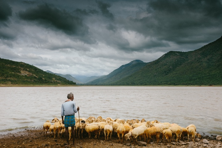 Las ovejas aman seguir y obedecer a su pastor