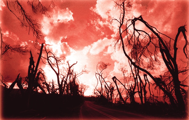 Burnt trees along the side of road with a red sky.