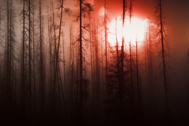 A old burnt forest with a red sky.