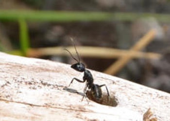 Lección de vida: Ve a la hormiga