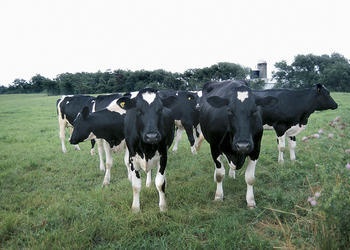 Lecciones de vida: Las cincos patas de una vaca