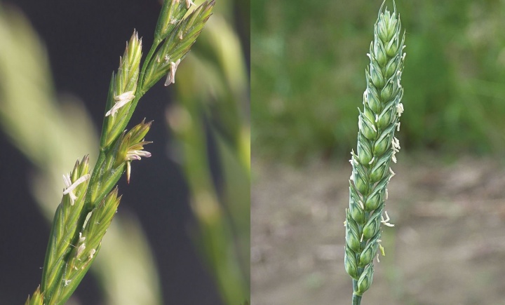 Lecciones de las parábolas: El trigo y la cizaña 