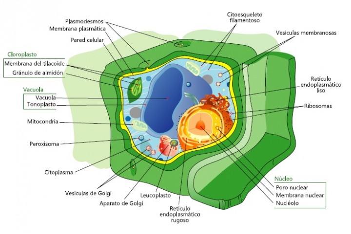 Morfoanatomía de la célula vegetal.