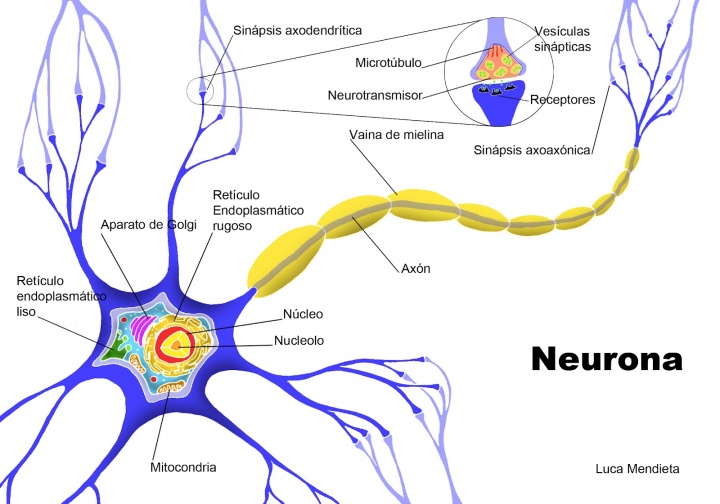 Partes de una neurona