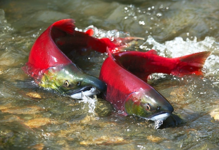salmon-rojo-silvestre