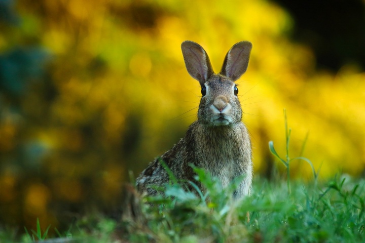 Pascua