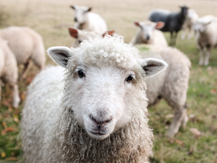 Debemos ser una oveja que busca el buen pastor, esa tiene que ser nuestra definición.