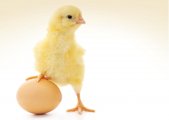 otro gran ejemplo de previsión en la naturaleza es la humilde cáscara de huevo. Desde el mismo comienzo, muchos problemas deben ser resueltos para que el polluelo en desarrollo sobreviva las tres semanas de incubación dentro del huevo.
