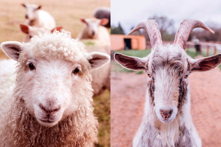 La parábola de las ovejas y las cabras. Ungimiento de Jesús en Betania.