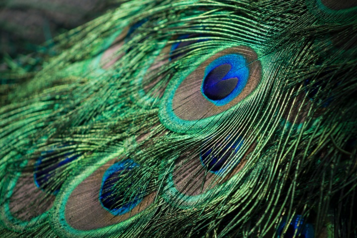 Cómo la asombrosa pluma de pavo real refuta la evolución
