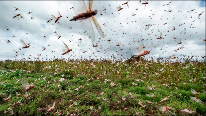 Ejemplo de una invasión de langostas por tierra y por aire