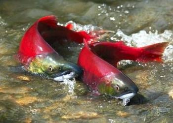 El salmón rojo silvestre