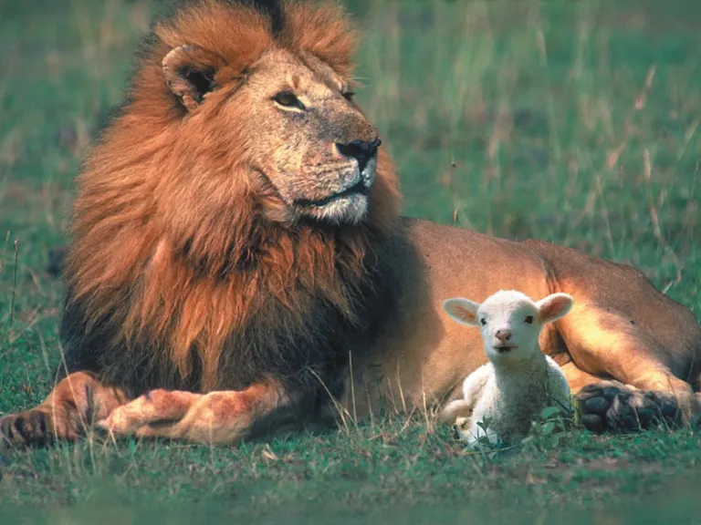 a lion and a lamb lying on the grass beside one another