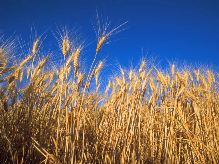 a field of wheat under a blue sky