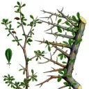 La mirra fue muy importante en la cultura del tiempo de José. Goma de color amarillo claro obtenida de un arbusto que crece en Somalia, Etiopía y Arabia, y usada como medicina y especia y para confeccionar el óleo para el tabernáculo y el templo.