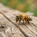 Abejas: atentas y seguras servidoras.