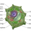 Morfoanatomía de la célula vegetal.