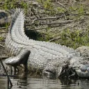 El feroz cocodrilo del Nilo.