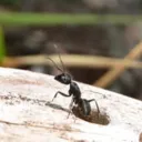 Lección de vida: Ve a la hormiga