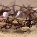 El Capitán de nuestra salvación: ¿Fue Jesús en verdad un ser humano?