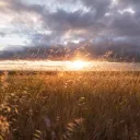 “Ni se adiestrarán más para la guerra”