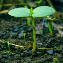 El más pequeño   de los comienzos