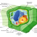 Morfoanatomía de la célula vegetal.