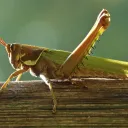La langosta – gran devoradora pero fuente de proteínas para los moradores del desierto que la consideran como una delicia.