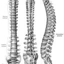 Cada hueso fue esbozado cuidadosamente para cumplir una función.