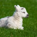 Esaú menospreció su primogenitura vendiéndola a su hermano Jacob y con este acto ¡Perdió la oportunidad de ser el ancestro de Jesucristo y del bendecido pueblo de Israel!