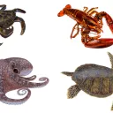 El cangrejo, la langosta, el pulpo y la tortuga son animales no aptos para consumo humano.