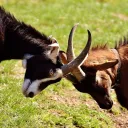 Las suertes echadas eran una plegaria solemne para que Dios decidiera un asunto difícil. Era una ceremonia sagrada que incluía la intervención de Dios.