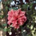 Tanto la flora como la fauna volverán a su previo estado en el huerto del Edén.