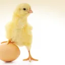 otro gran ejemplo de previsión en la naturaleza es la humilde cáscara de huevo. Desde el mismo comienzo, muchos problemas deben ser resueltos para que el polluelo en desarrollo sobreviva las tres semanas de incubación dentro del huevo.