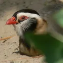 Dios compara a los ricos a una perdiz